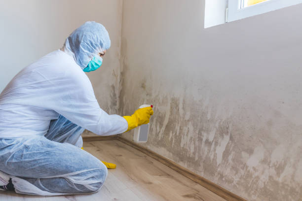 Licensed Black Mold Removal service in Gambrills, MD - WQB Mold Removal