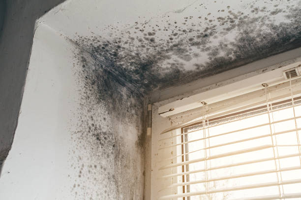 Affordable Black Mold Removal solutions in Gambrills, MD